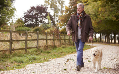 Pet Sitting Or Dog Walking Business